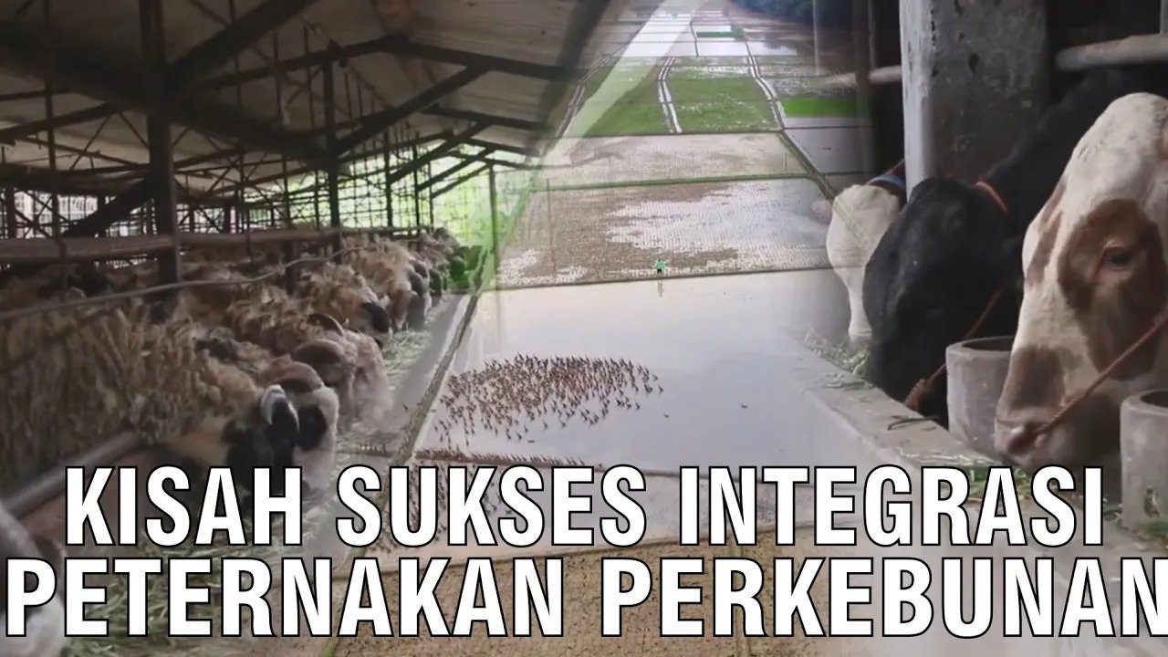 
                                 Sukses-Integrasi-Pertanian-Pertanian